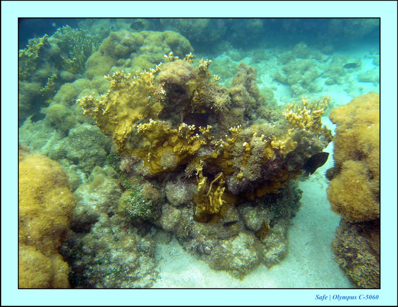 2005 - 11 - Maragogi - parc marin de gales 43.JPG